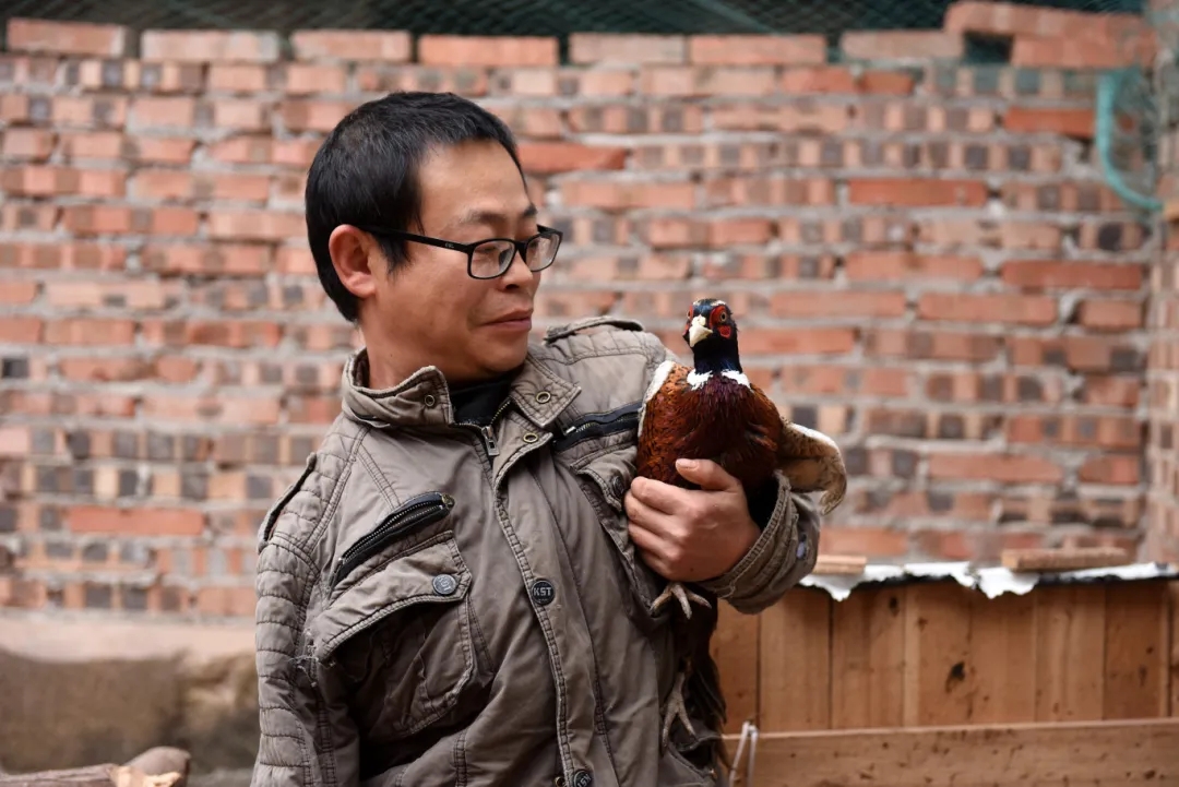 图为陈山达在观察野鸡长势